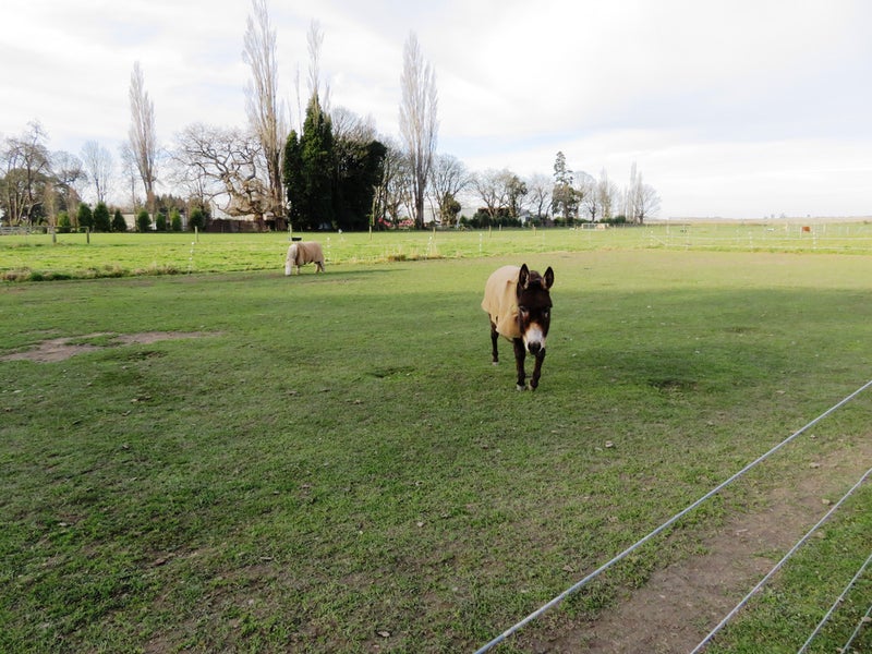 315 Milford Clandeboye Road, Milford - Carousel 21