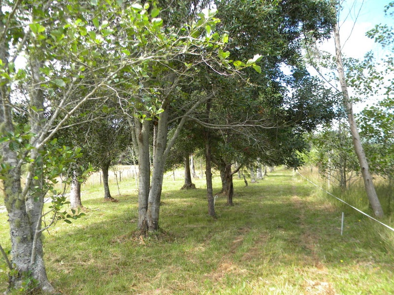 56 Pine Tree Road, Kaniere, Hokitika - Carousel 1