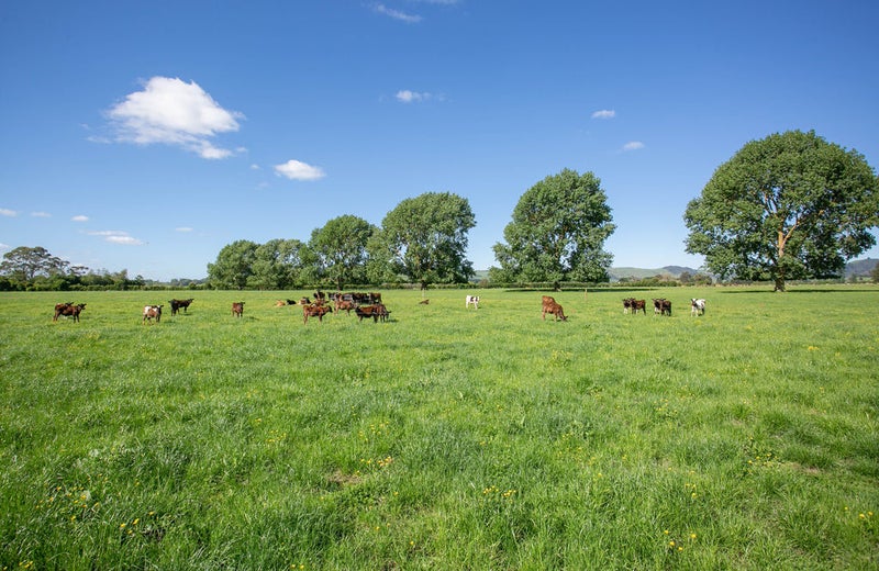 372 Victoria Road, Pukemoremore, Hamilton - Carousel 1