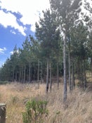 1387 Santoft Road, Bulls, Rangitikei, Manawatu / Whanganui