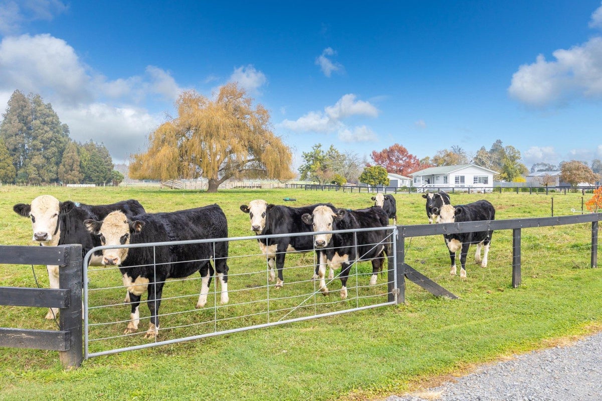 53 Hairini Road, Kihikihi, Te Awamutu - Carousel 1