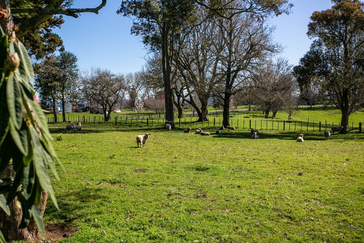 79 Bell Road, Ngahinapouri, Te Awamutu - Carousel 4