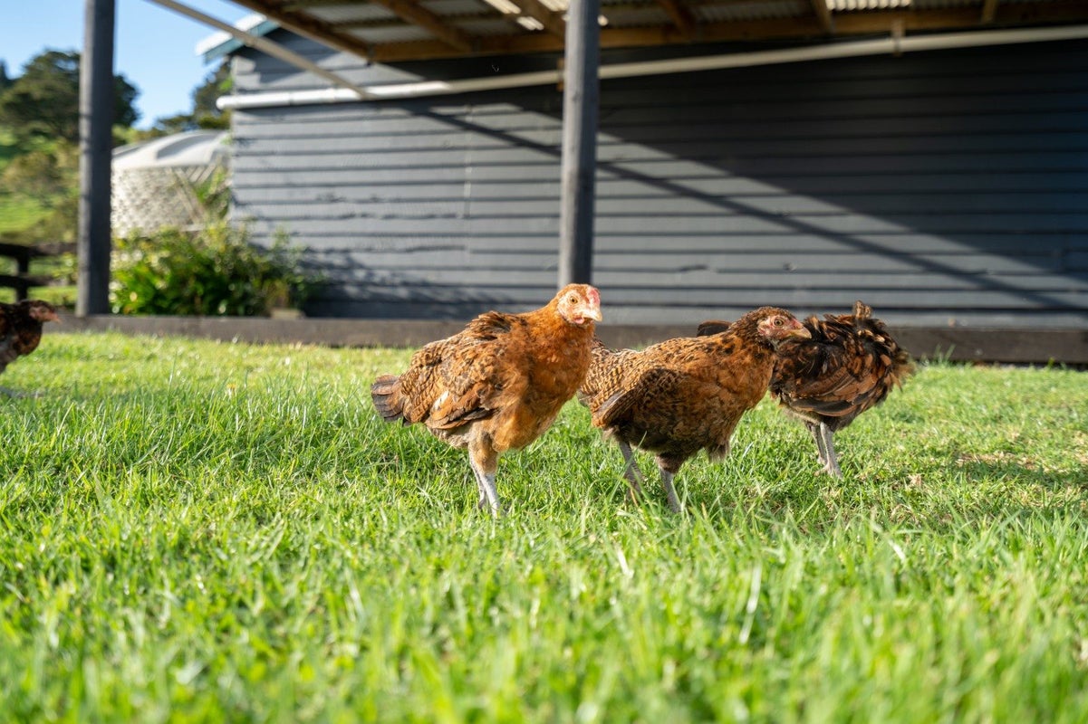 14 Kaiikanui Road, Opuawhanga, Hikurangi - Carousel 23