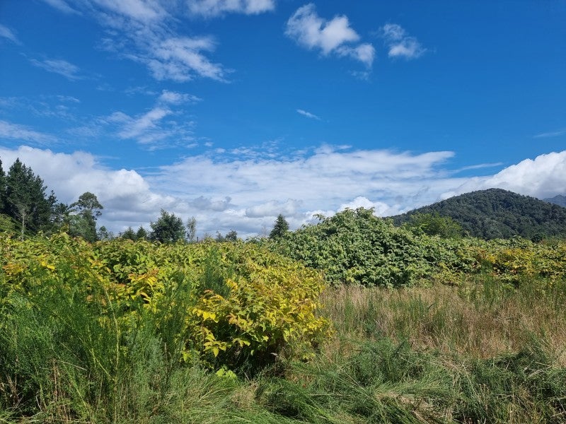 48 Clifford Street, Blackball, Greymouth - Carousel 2