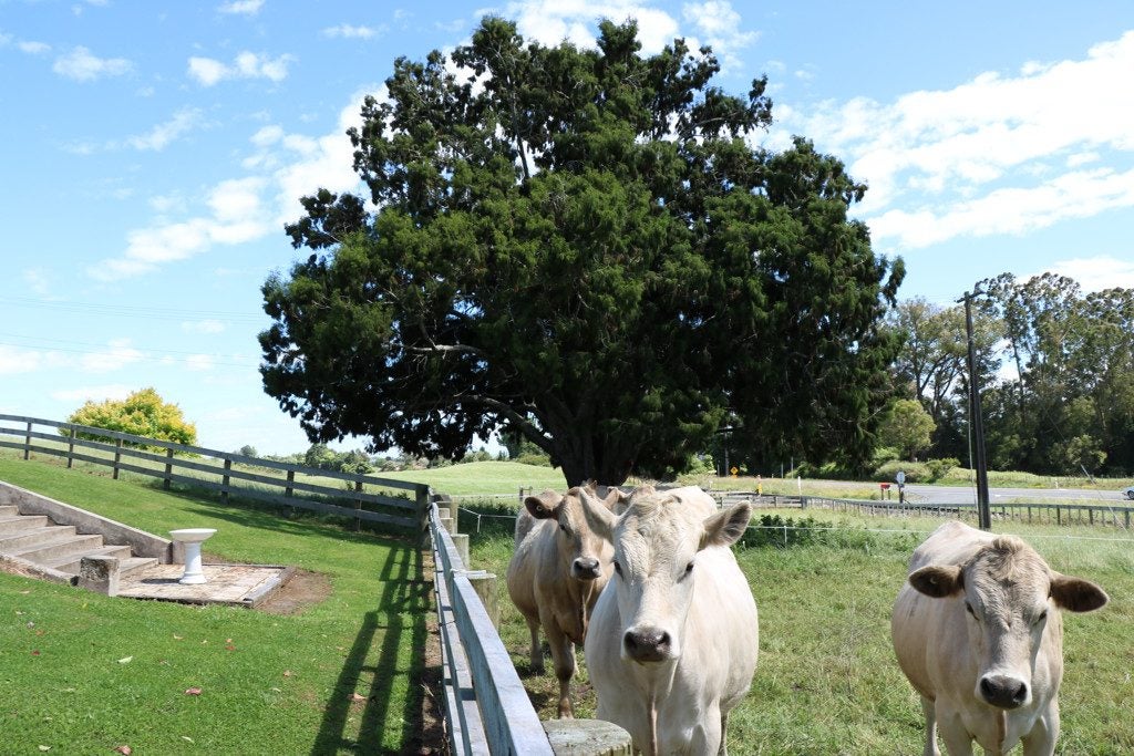 2220 State Highway 1, Putaruru - Carousel 22