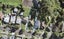 60 Methuen Road, New Windsor, Auckland - Carousel 1