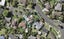 2 PENNYCOOK PL, Sunnyhills, Auckland - Carousel 1