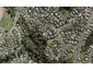 30 Calypso Way, Unsworth Heights, Auckland - Carousel 1