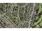 12 Baitul Lane, Mount Roskill, Auckland - Carousel 1