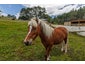 276A Glenmore Road, Albany - Carousel 58