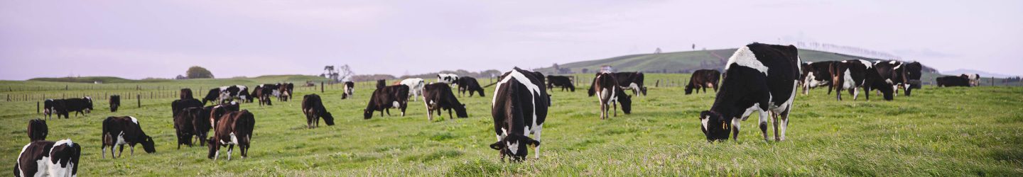 The Tatua Co-Operative Dairy Company Full screen Banner