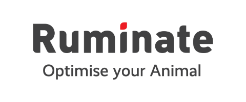 Ruminate
