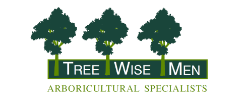 Tree Wise Men Ltd logo